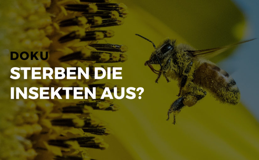 Film „Käfer, Hummeln, Schmetterlinge: Sterben die Insekten aus?“
